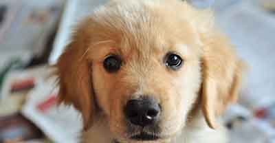 Vetfield Animal Hospital Sunrise FL / Dr Mustafa Saleh / Practice Manager Russell A. Knutson