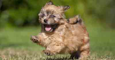 Vetfield Animal Hospital provides spay and neutering services for dogs and cats in Sunrise FL by Mustafa Saleh DVM