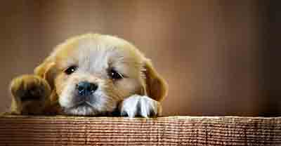 Vetfield Animal Hospital had a temporary injunction issued to enjoin publication of this Vetfield website lifted on July 18 2019 in Broward County Florida USA